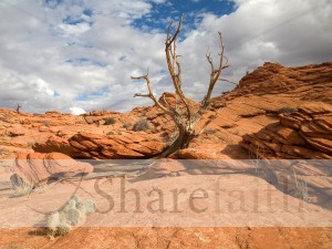 Scrub%20Tree%20Desert%20Scene