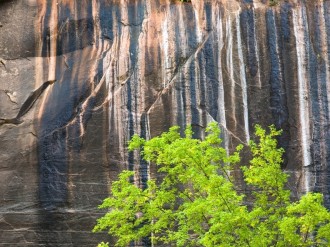 Rock With Tree Powerpoint Background