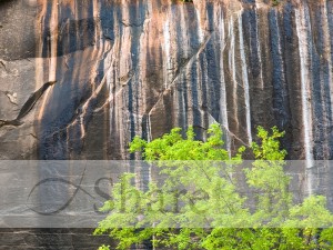 Rock%20With%20Tree%20Powerpoint%20Background