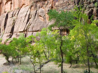 Moab Rocks with Trees