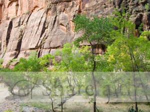 Moab Rocks with Trees