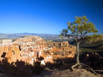 Southwest Tree