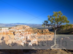 Southwest Tree