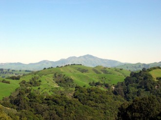 Pastoral Hills with Forest