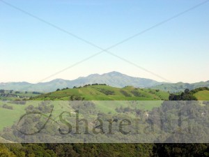 Pastoral Hills with Forest