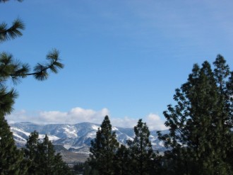 Pine%20Trees%20in%20Front%20of%20Mountains