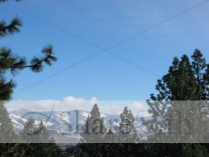 Pine%20Trees%20in%20Front%20of%20Mountains