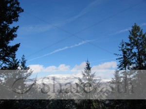 Blue Sky Pine Tree Frame