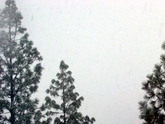 Snowy Pines Photo