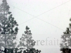 Snowy%20Pines%20Photo