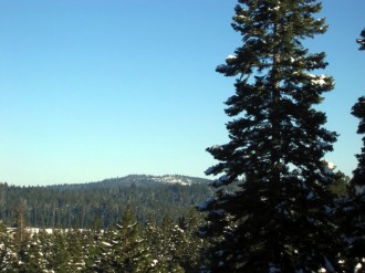 Pine%20Forest%20with%20Blue%20Sky