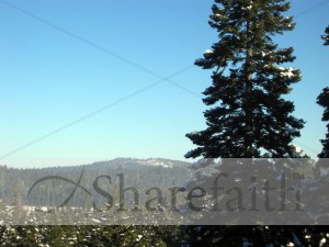 Pine%20Forest%20with%20Blue%20Sky