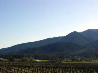 Mountain with Vineyard Photo