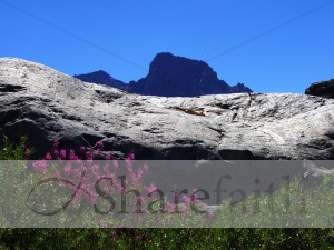 Gray Granite with Flowers