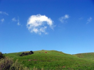 Grasses Climb the Hill in Spring