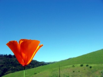 Spring%20Flower%20Image
