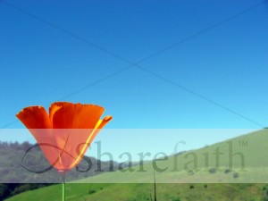 Spring%20Flower%20Image