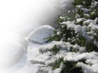 Snowy%20Pine%20Boughs%20Background