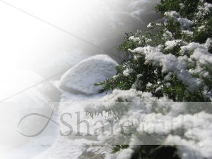 Snowy%20Pine%20Boughs%20Background
