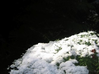 Snowy Winter Background Photo