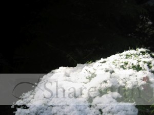 Snowy%20Winter%20Background%20Photo
