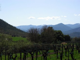 Vineyard with Mountains