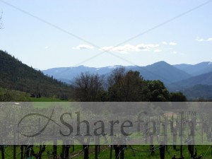 Vineyard%20with%20Mountains