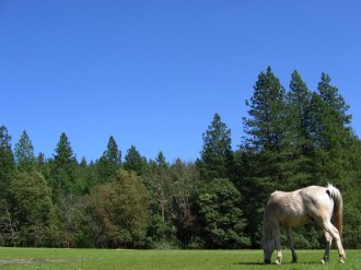 Horse Grazes in Open Pasture