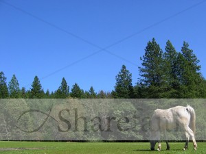 Horse Grazes in Open Pasture