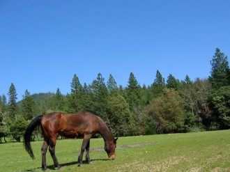 Brown%20Horse%20Grazes%20on%20Idyllic%20Pasture
