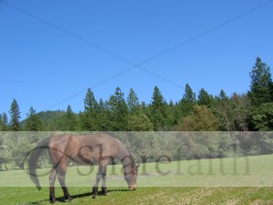 Brown%20Horse%20Grazes%20on%20Idyllic%20Pasture