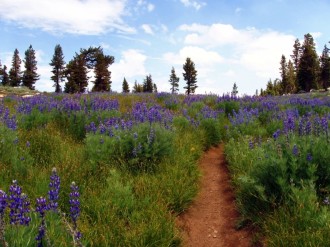 Path%20Leads%20Through%20Field%20of%20Wildflowers