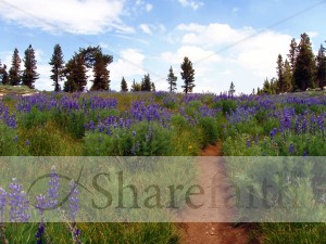 Path Leads Through Field of Wildflowers
