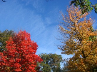 Fall Forest Background Image