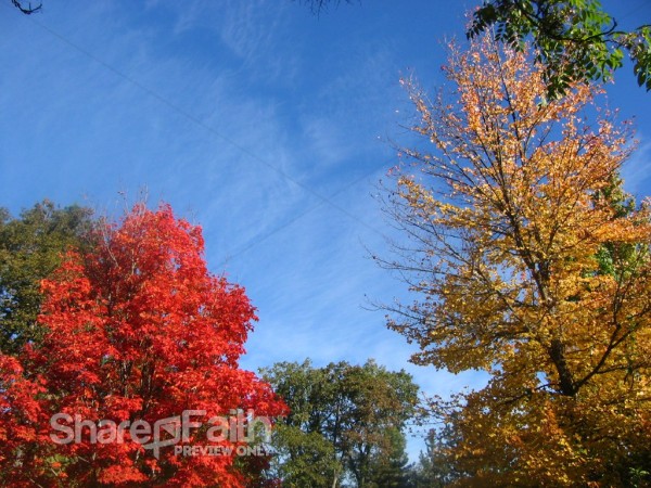 Fall%20Forest%20Background%20Image