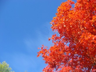 Autumn Tree Against Blue Sky