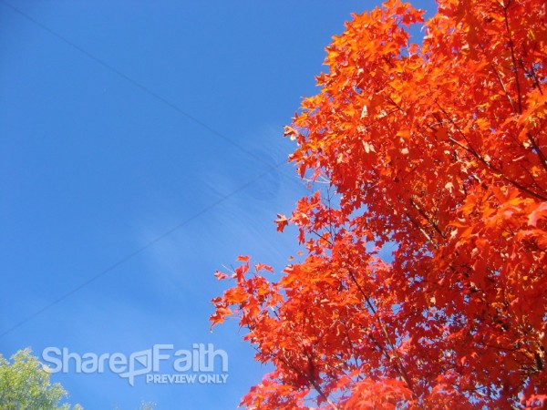 Autumn Tree Against Blue Sky