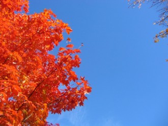 Flaming Maple Tree Background