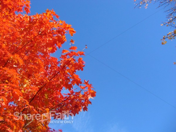 Flaming Maple Tree Background