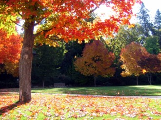 Fall Maples Background Photo