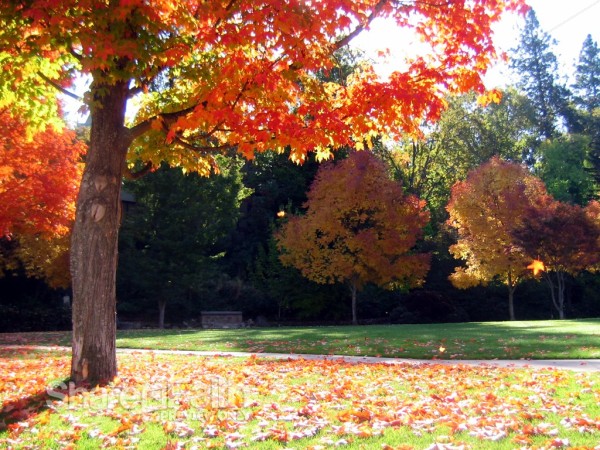 Fall%20Maples%20Background%20Photo