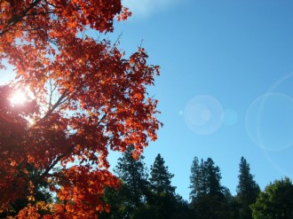 Sun Shining Through Autumn Tree