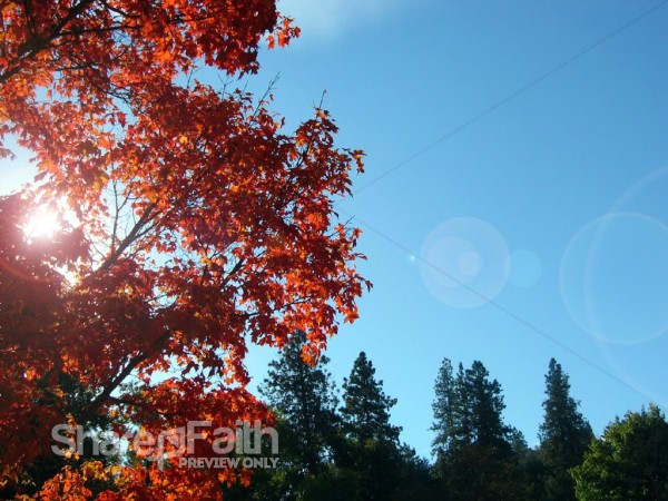 Sun Shining Through Autumn Tree