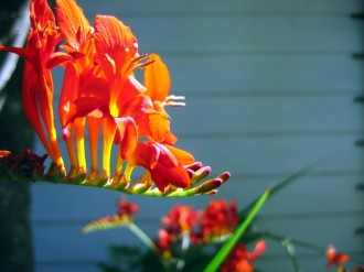 Colorful Orange Flower Image
