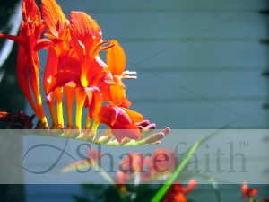 Colorful%20Orange%20Flower%20Image