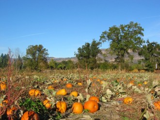 Pumpkin%20Patch%20with%20Blue%20Sky