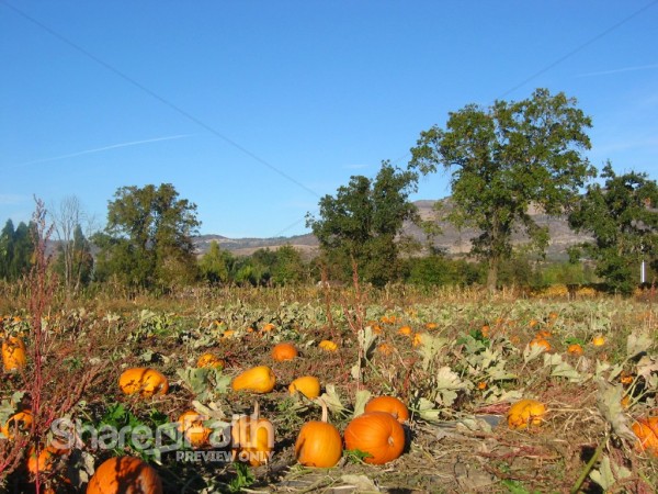 Pumpkin Patch with Blue Sky