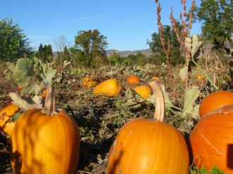 In the Pumpkin Patch