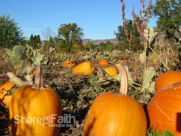 In the Pumpkin Patch