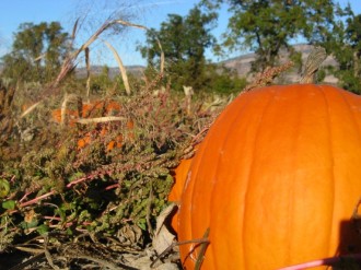 Harvest%20Pumpkin%20Background